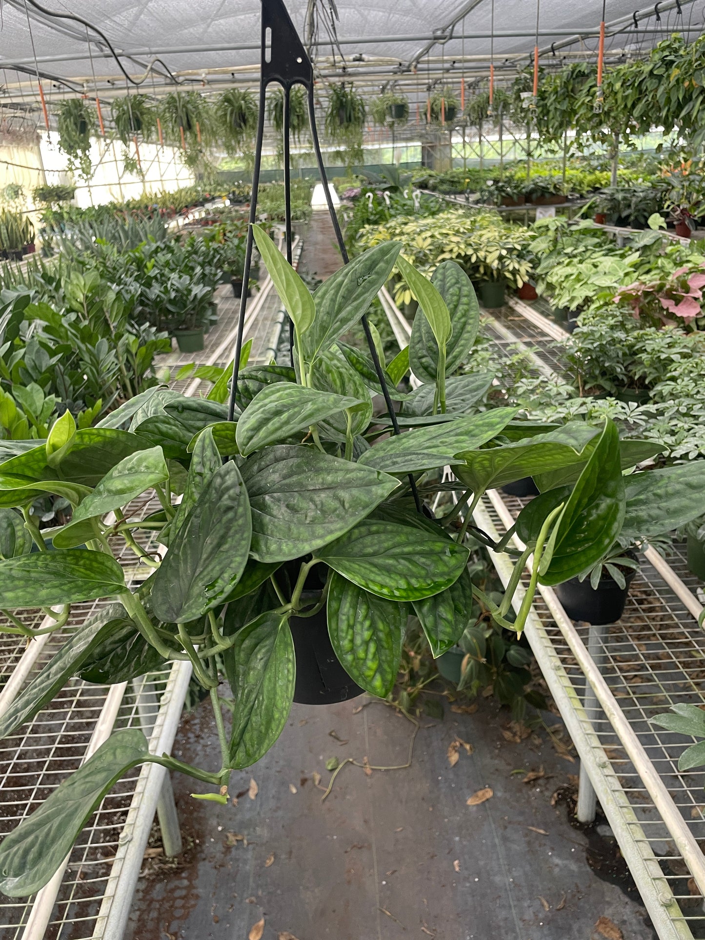 Monstera 'Peru' potted plant