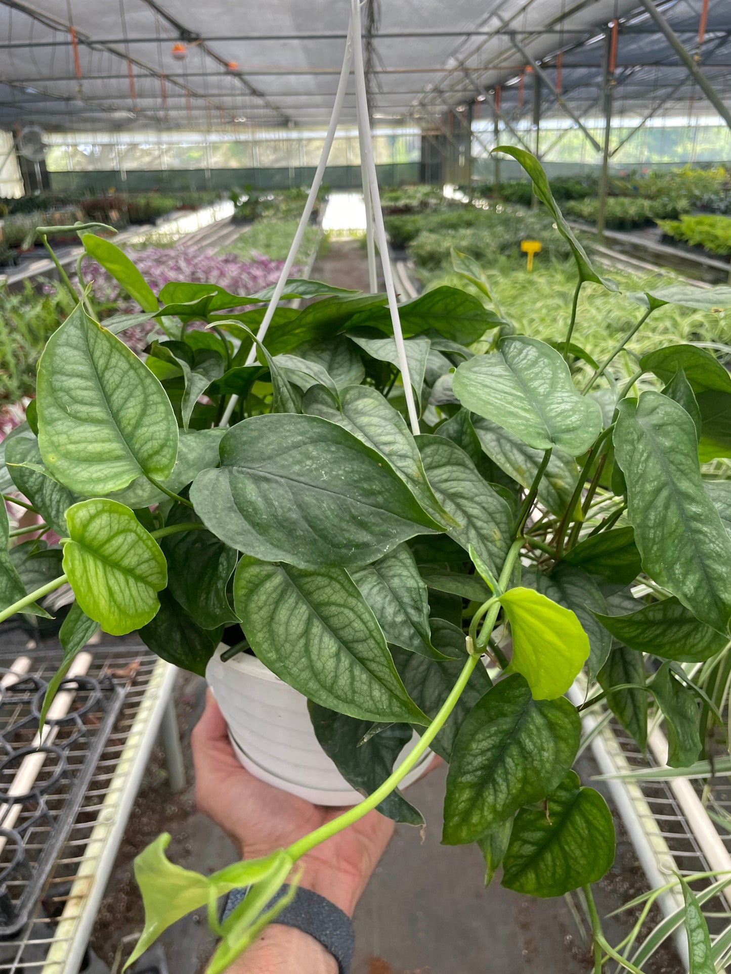 Monstera 'Siltepecana' potted plant
