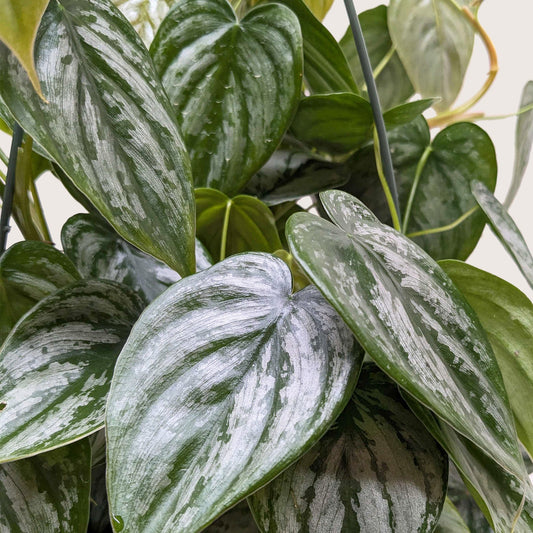 Philodendron 'Brandi' potted plant
