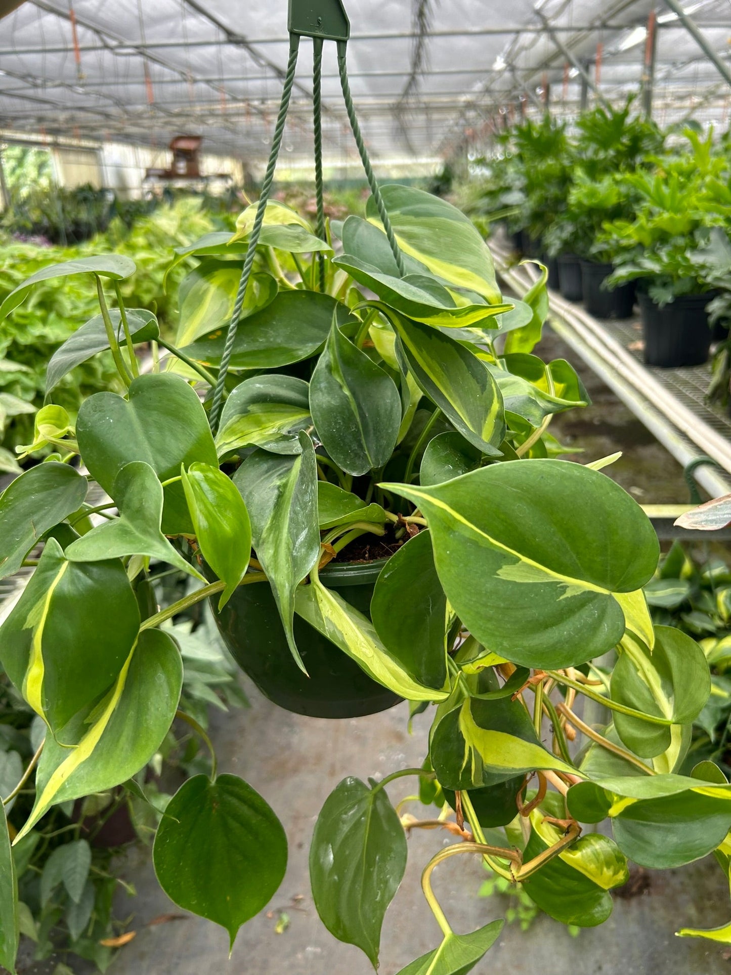 Philodendron 'Brasil' potted plant