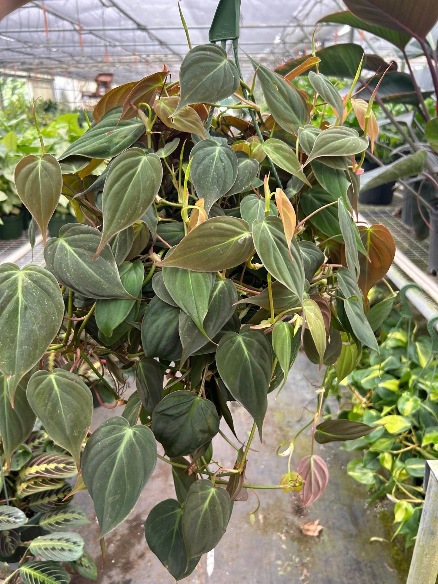 Philodendron 'Velvet' 4" potted plant