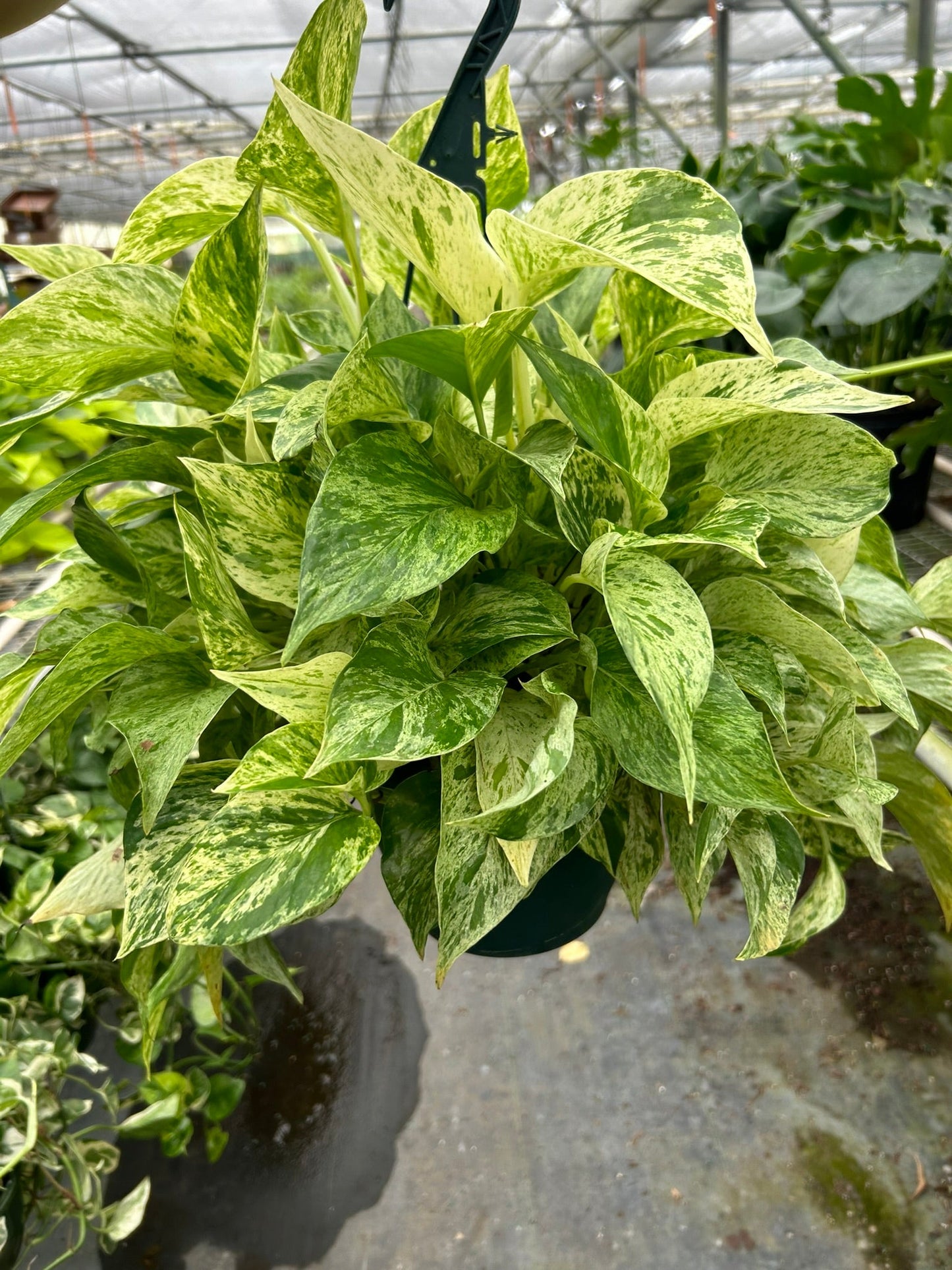 Pothos 'Marble Queen' potted plant