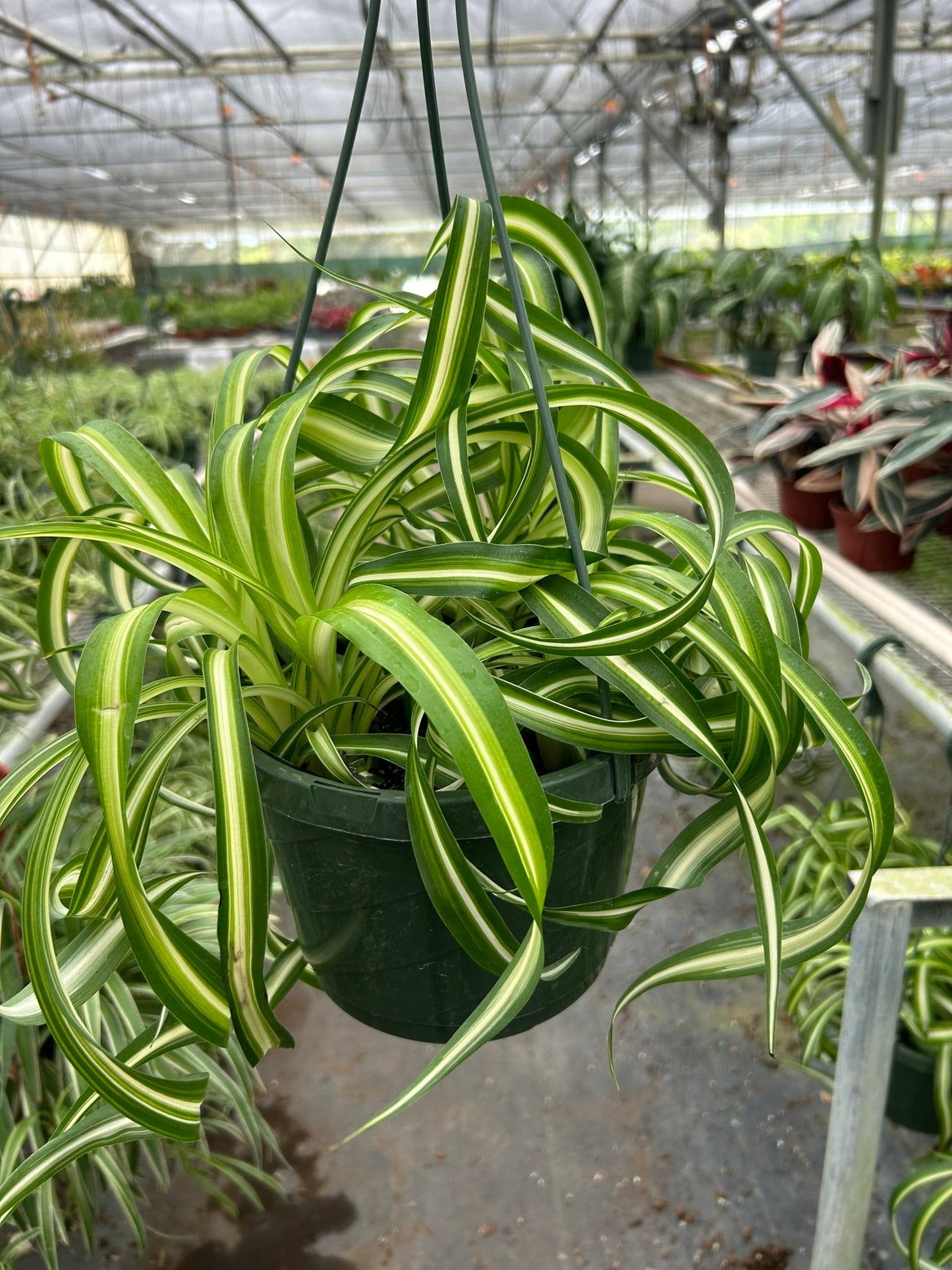 Spider Plant 'Bonnie' potted plant