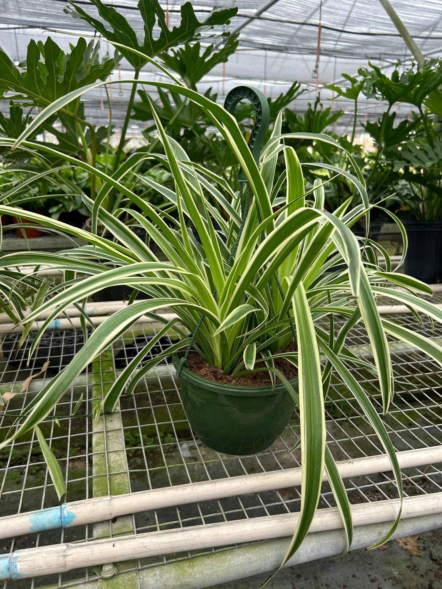 Spider Plant Reverse potted plant