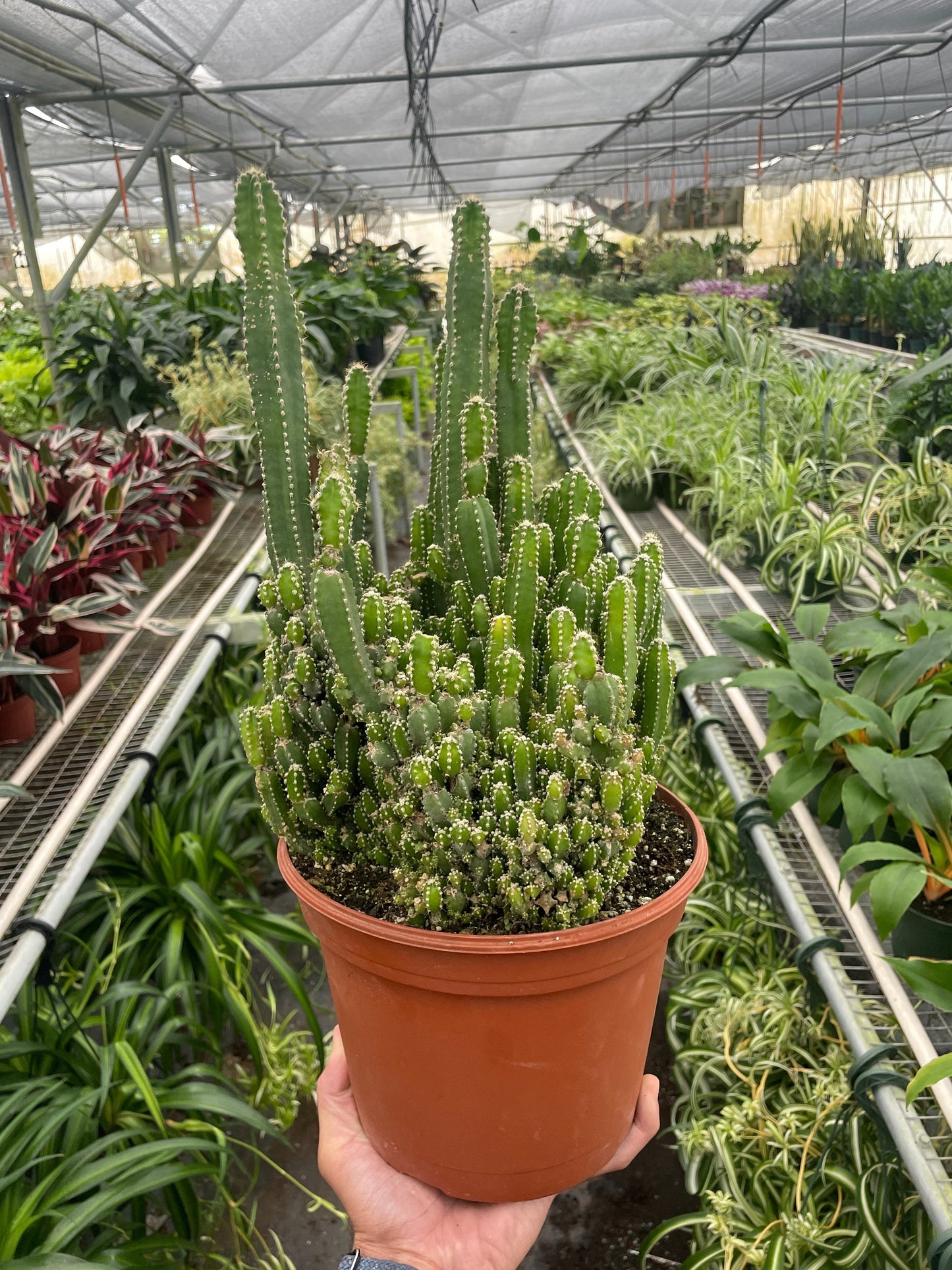 Fairy Castle Cactus potted plant