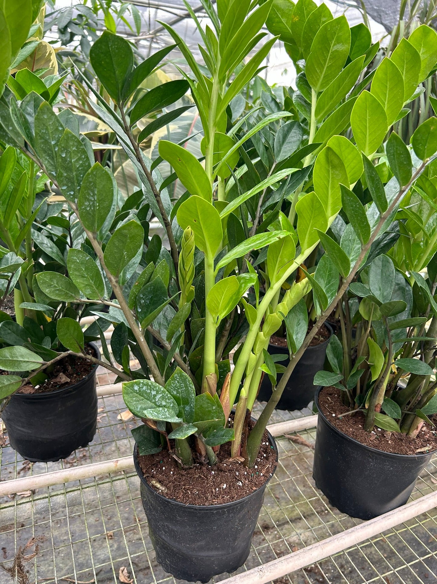 Zamioculcas Zamiifolia ZZ potted plant