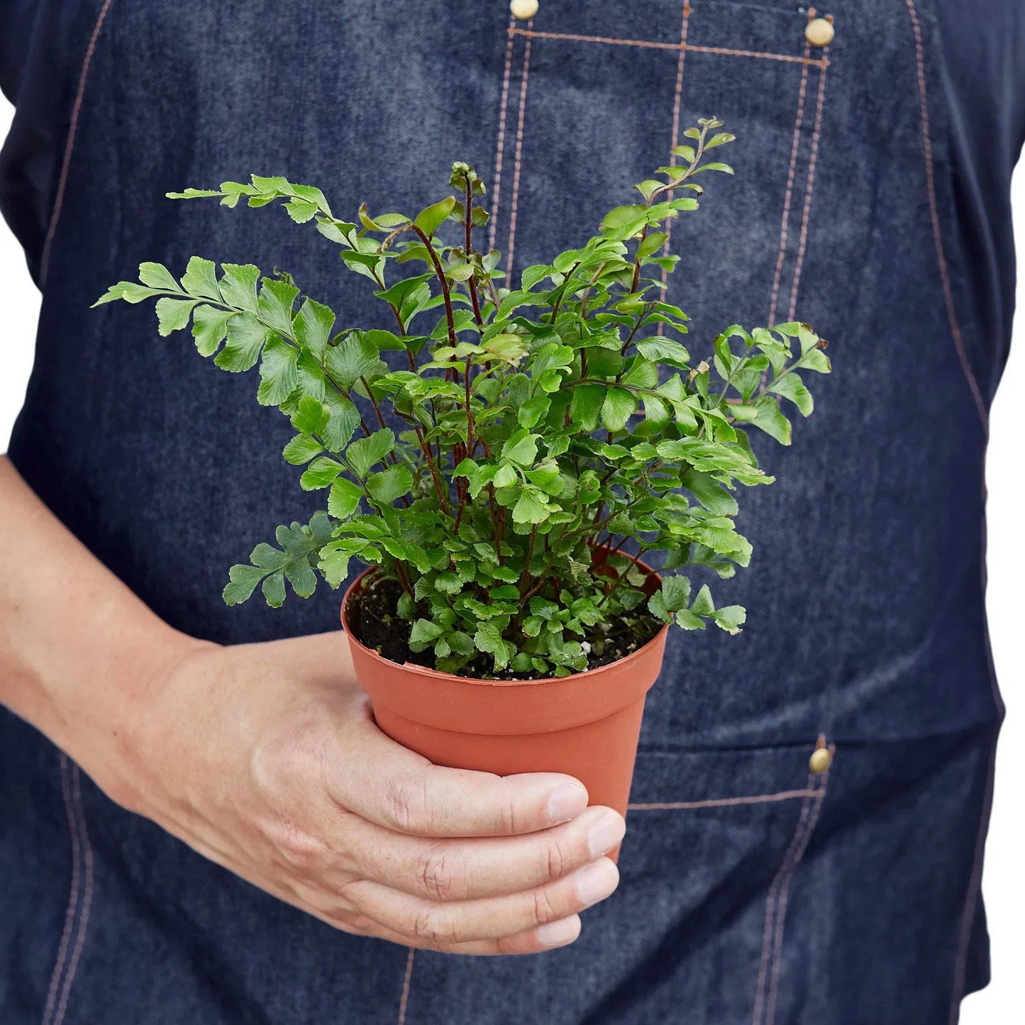 Mahogany Fern potted plant