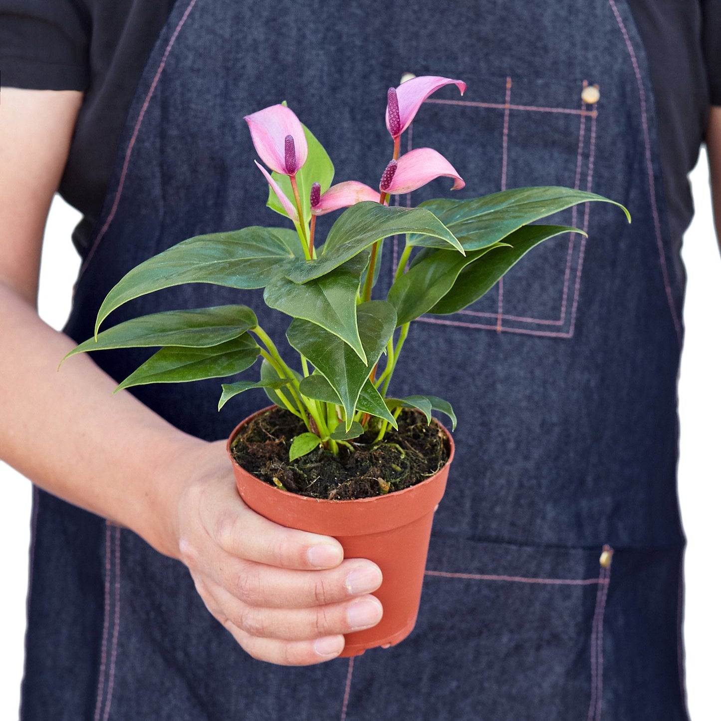 Anthurium 'Purple' 4" potted plant