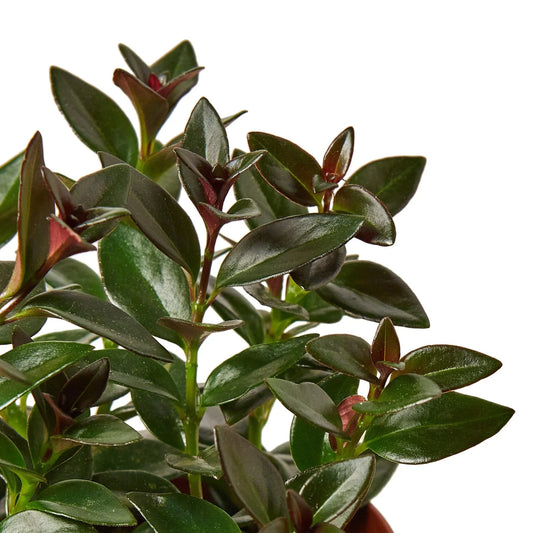 Nematanthus Black Goldfish Plant potted plant