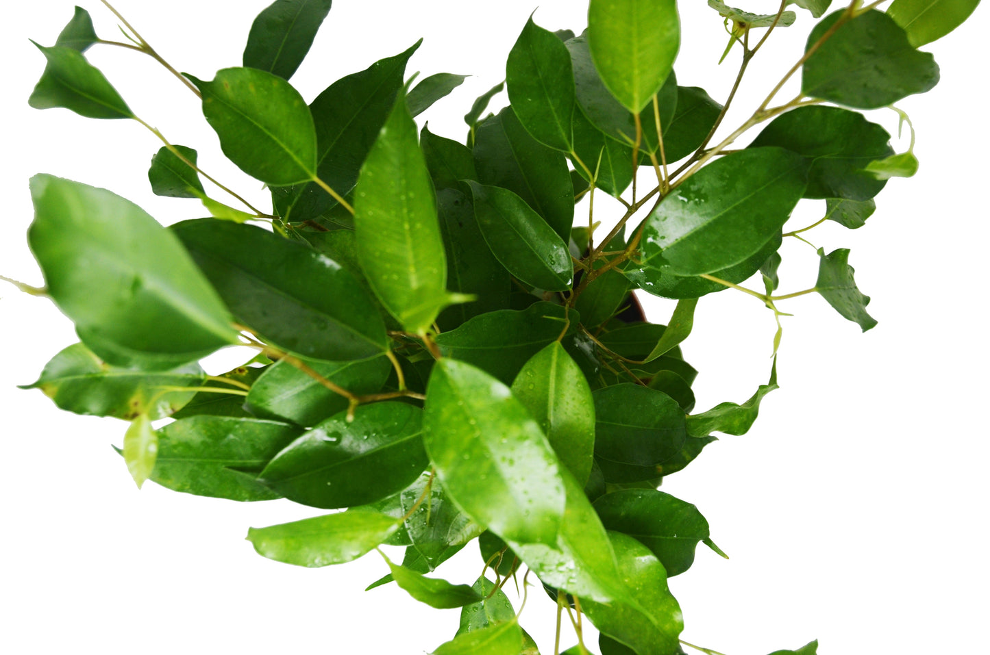 Ficus 'Benjamina' 6" potted plant