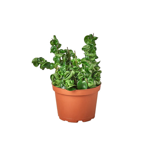 Hoya Rope Plant 6" potted plant
