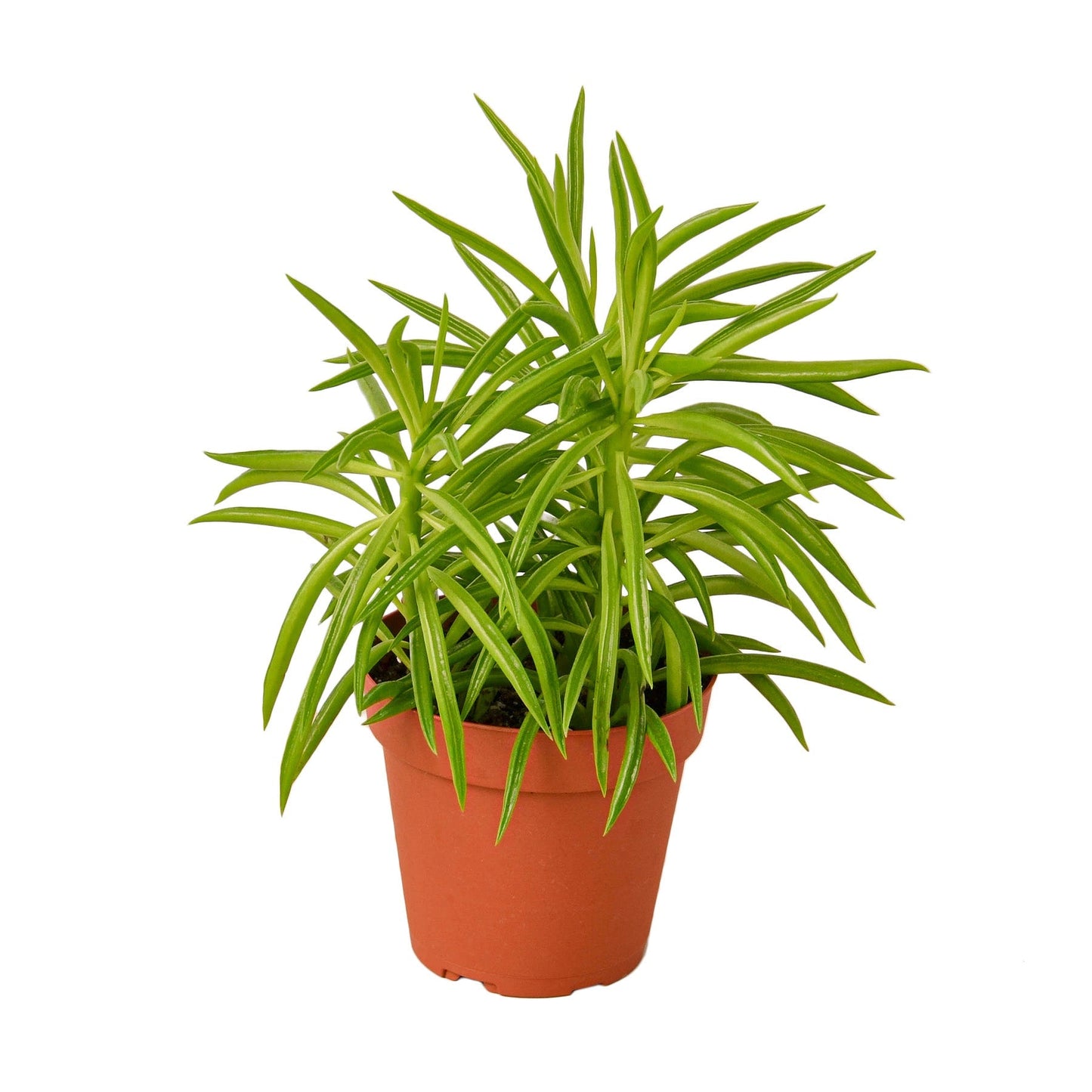 Peperomia 'Green Bean' 4" potted plant