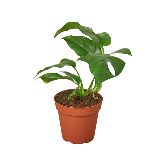 Philodendron Mini Monstera Minima 4" potted plant