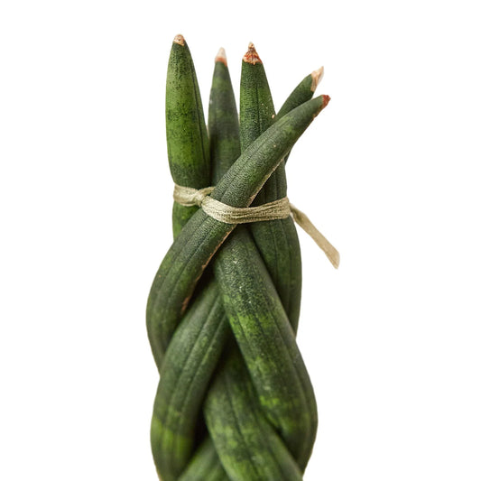 Snake Plant Braided 4" potted plant