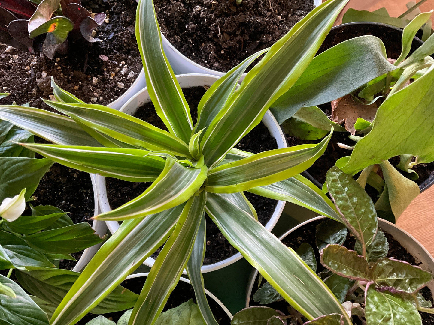Dracaena