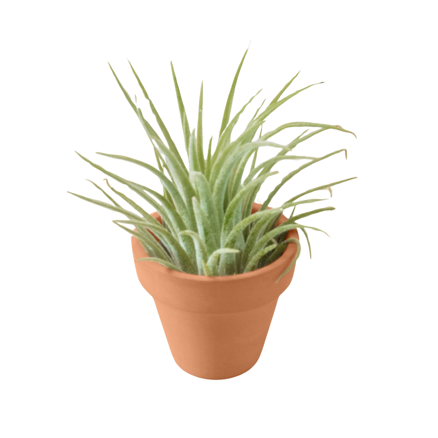 Ionantha Guatemala Tillandsia Air Plant with Terra Cotta potted plant