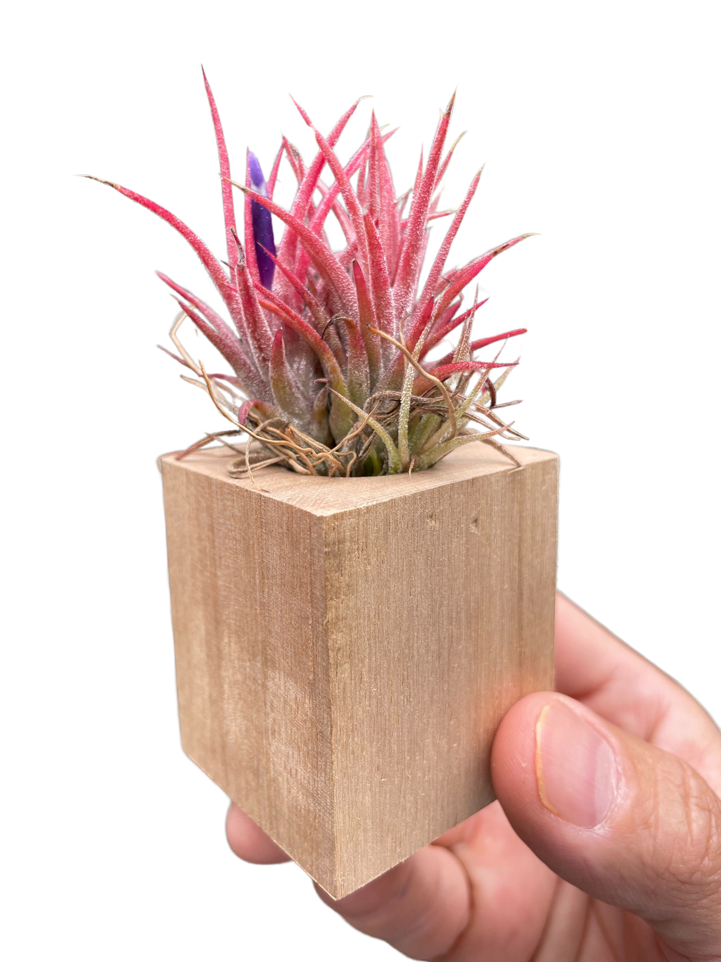 Tillandsia Air Plant Ionantha in Magnetic Wood Planter potted plant