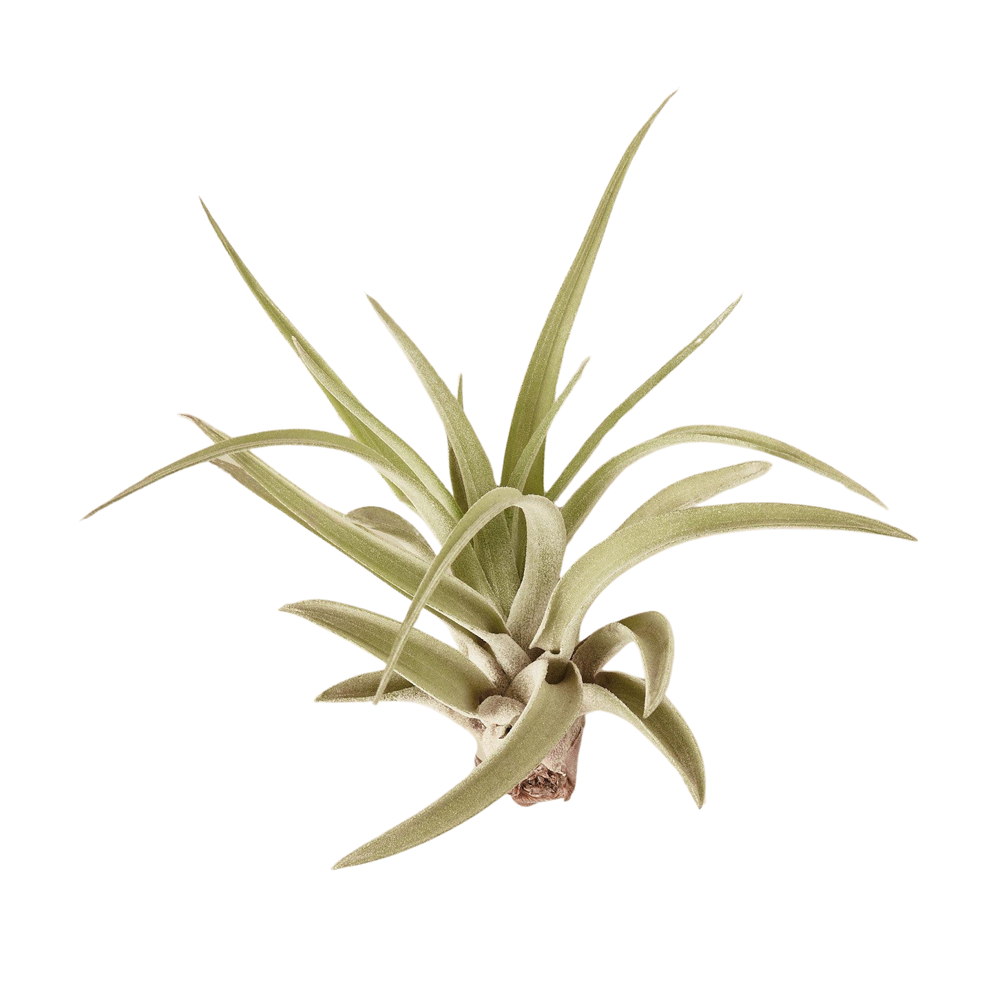 Tillandsia Air Plant Veluntina potted plant