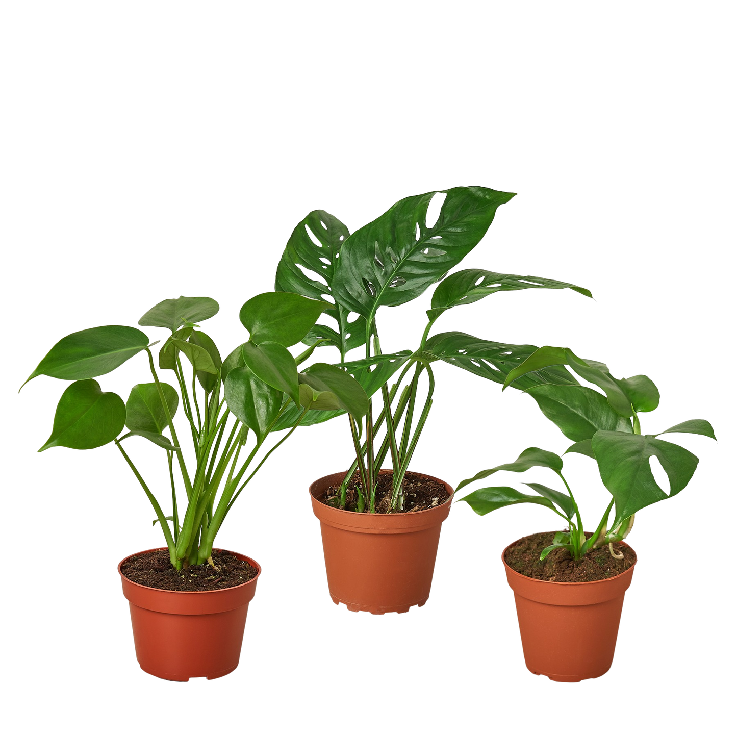 Monstera Bundle potted plant