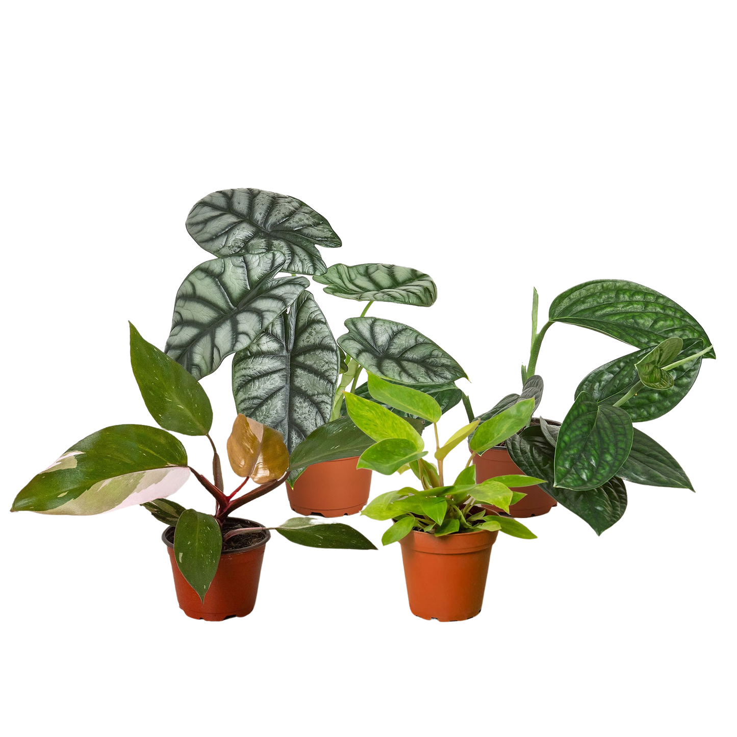 Rare Plant Bundle potted plant