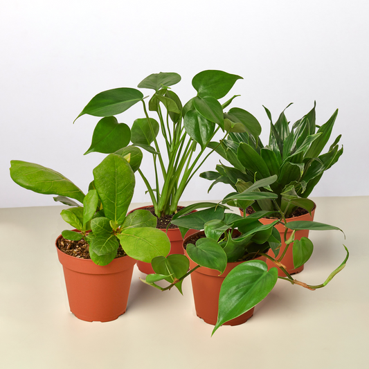 Best Selling Bundle potted plant