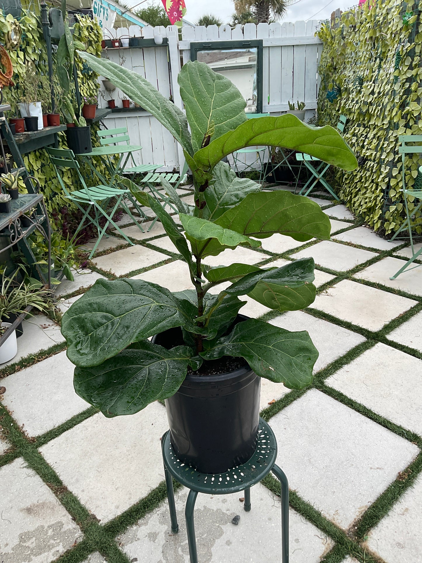 Ficus Lyrata 'Fiddle Leaf Fig' - Boutique