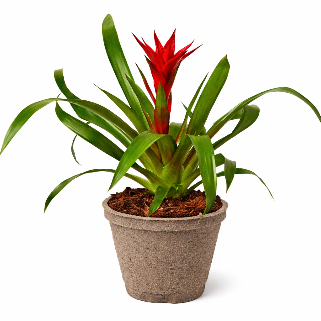 Guzmania Bromeliad 'Red' potted plant