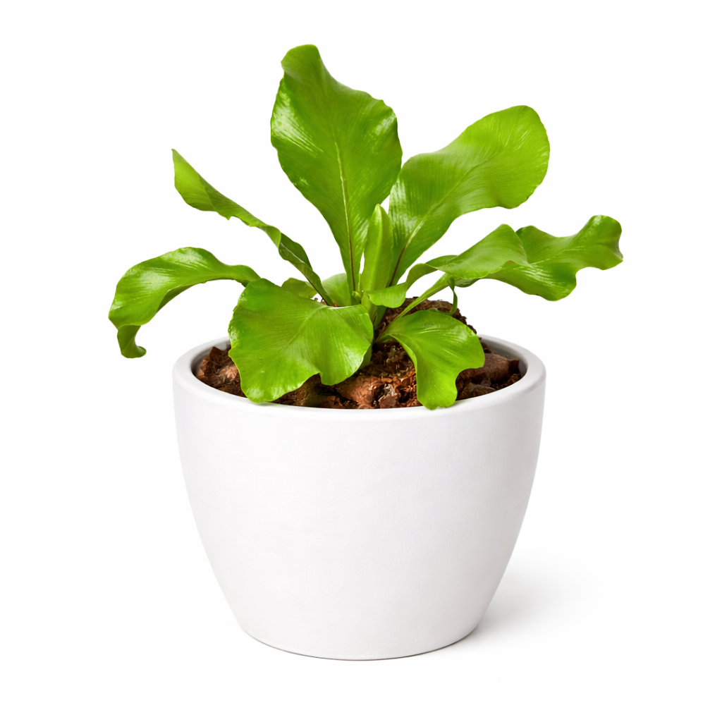 Bird's Nest 'Nidus' Fern potted plant