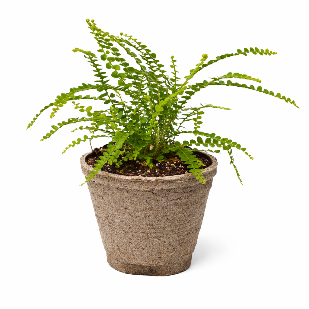 Fern 'Lemon Button' potted plant