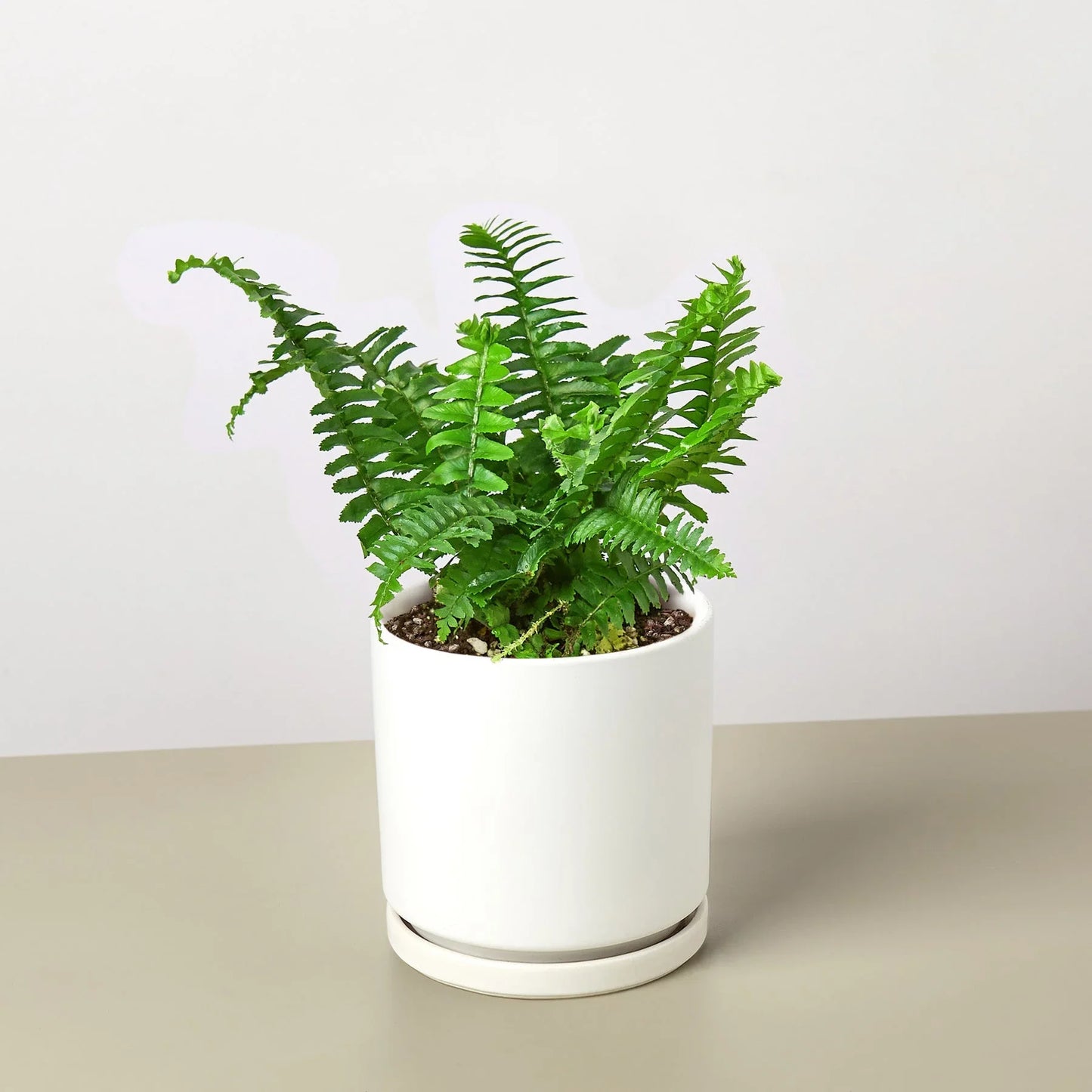 Jester's Crown Fern potted plant