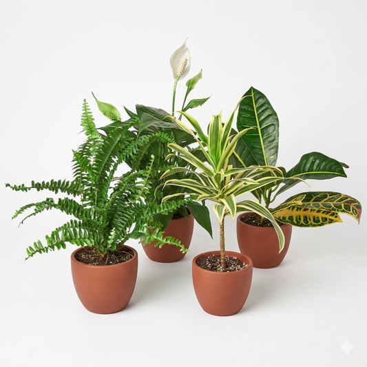 Air Purifying Variety Bundle 4" potted plant