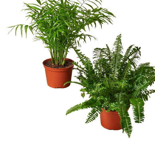 2 6" potted plant