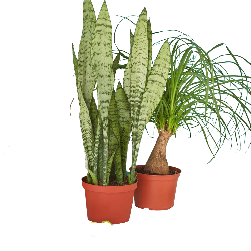 2 6" potted plant