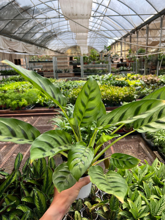 Calathea Leopardina potted plant