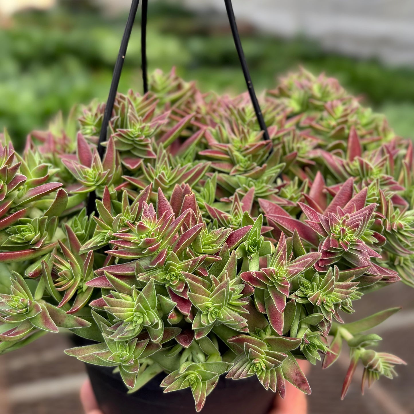 Succulent Crassula Capitella Red potted plant