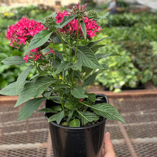 Pentas Red potted plant