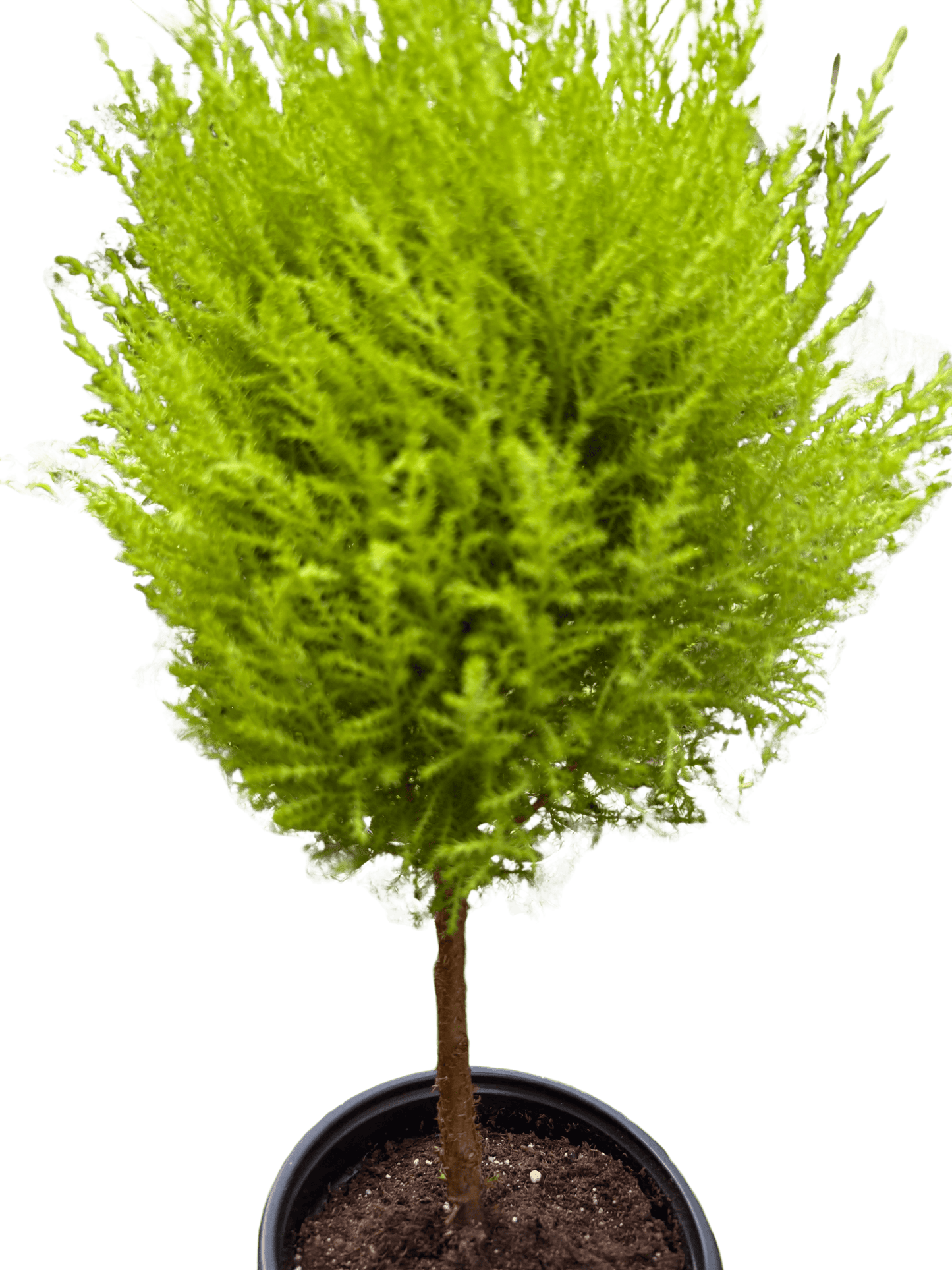 Cypress Lemon Topiary potted plant