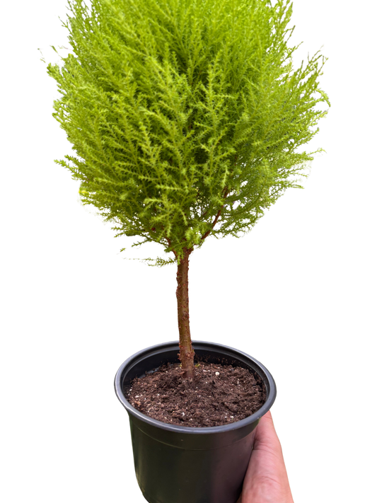 Cypress Lemon Topiary potted plant