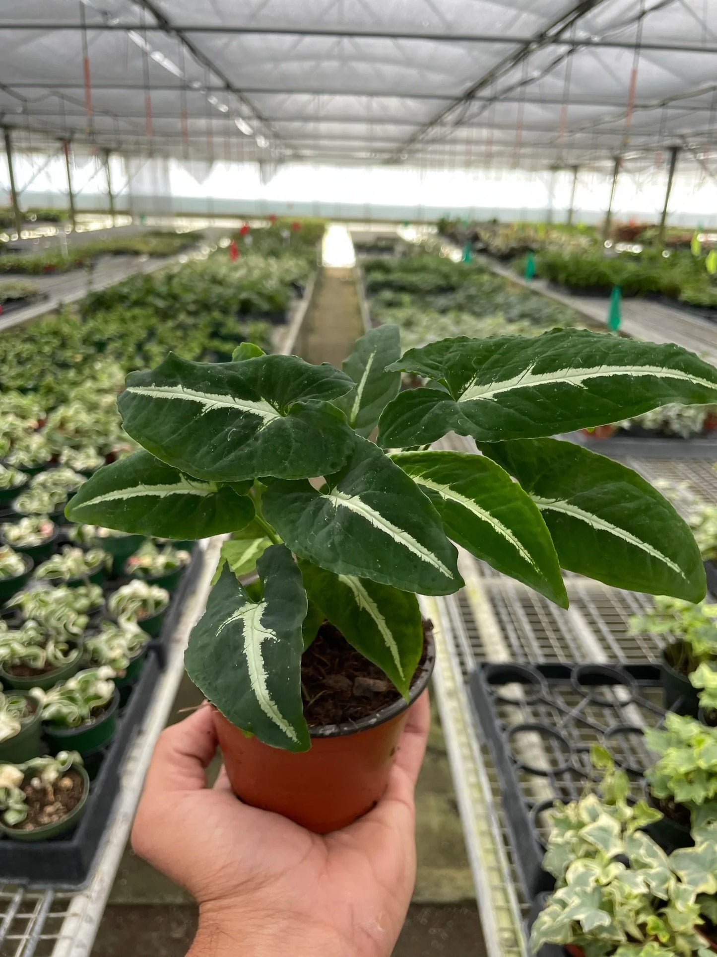 Syngonium wendlandii 'Black Velvet' potted plant