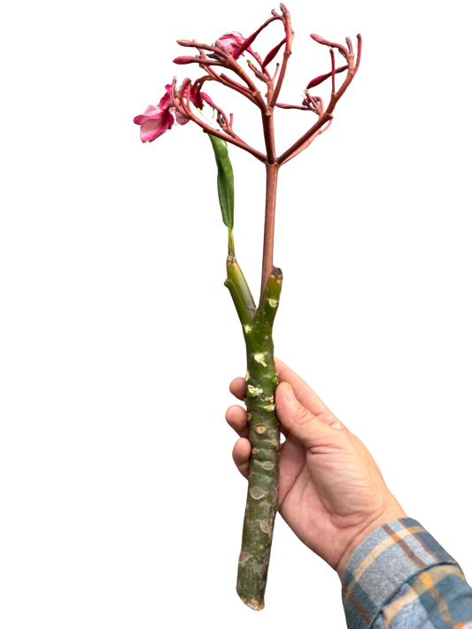 Plumeria Mex Pink Single potted plant