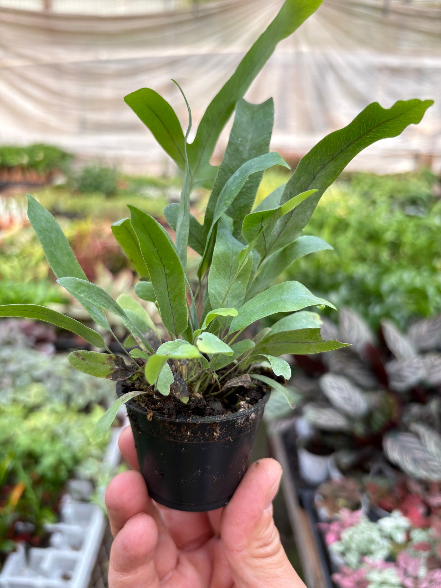 Fern 'Blue Star' potted plant