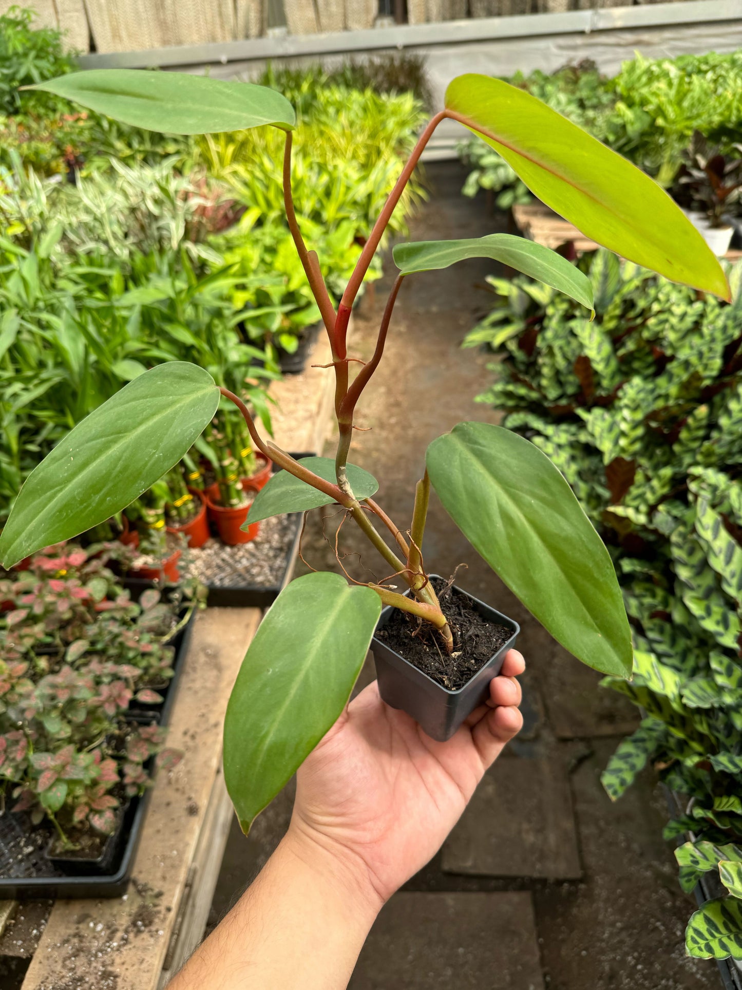 Philodendron Red Emerald potted plant