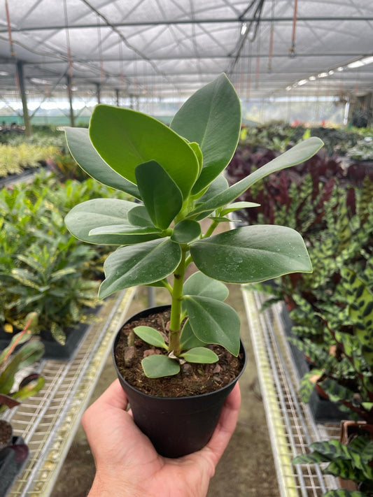 Clusia 'Princess' (Autograph Plant) potted plant