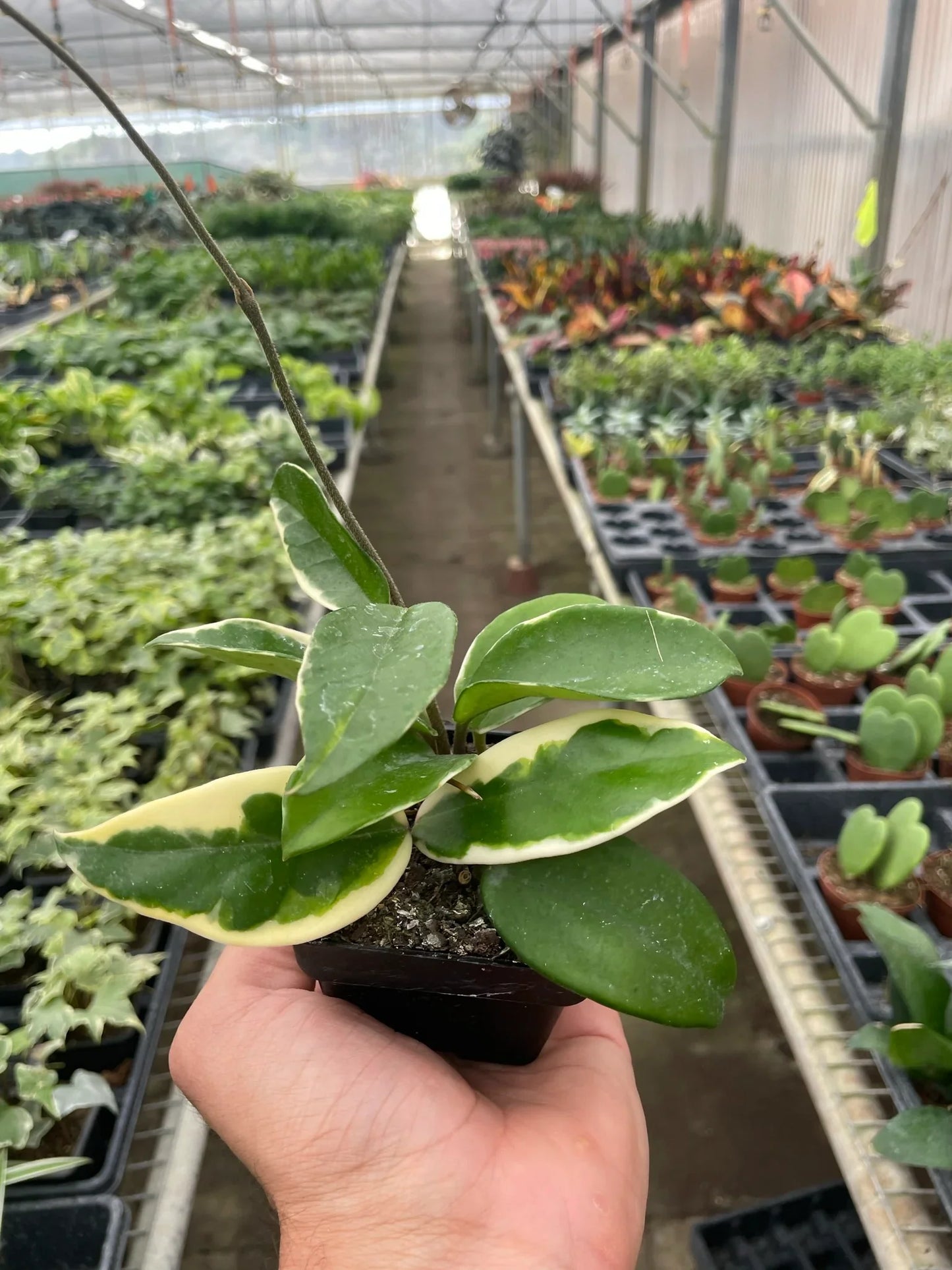 Hoya Carnosa 'Tricolor' potted plant