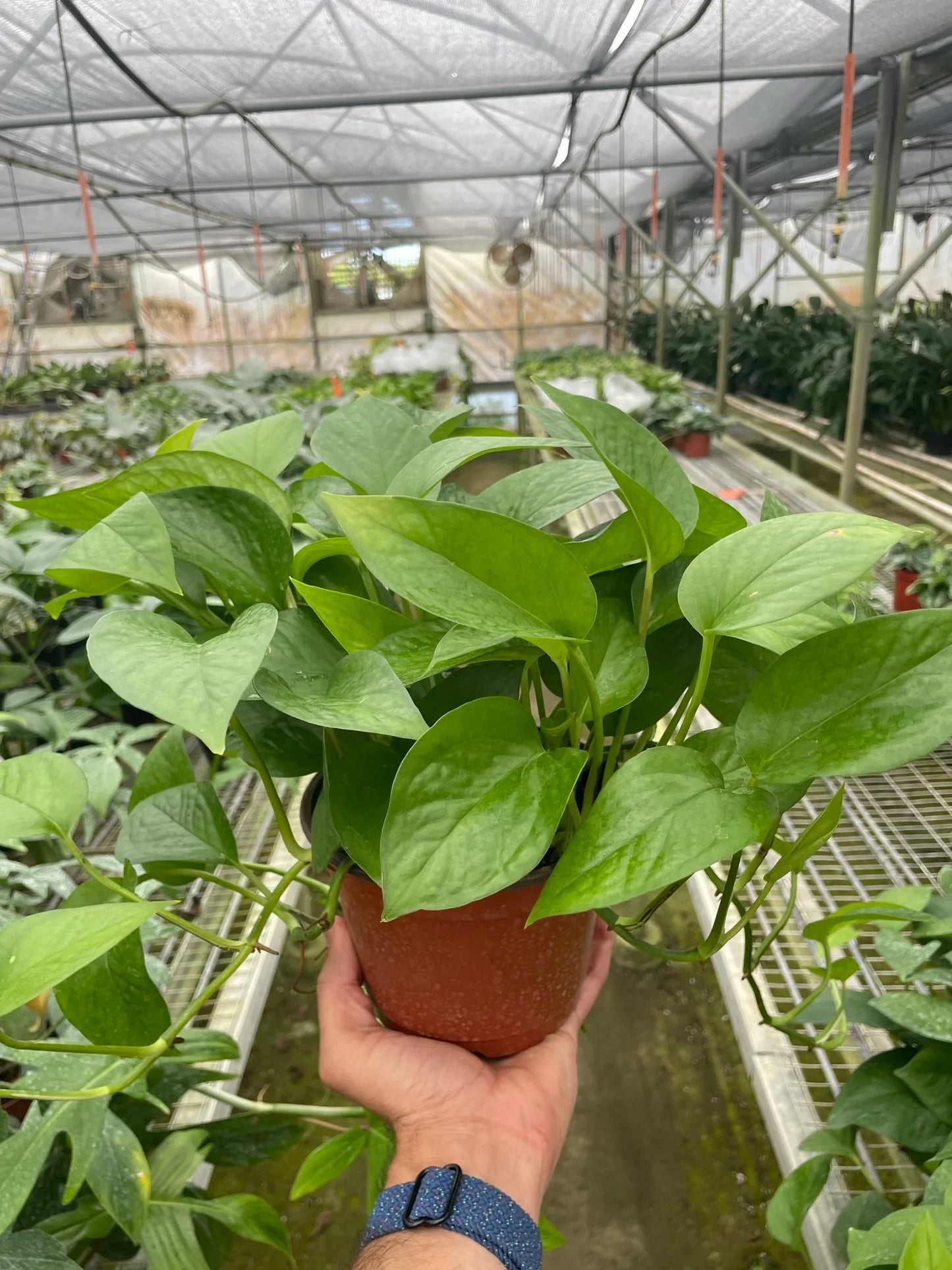 Pothos 'Green Queen' potted plant