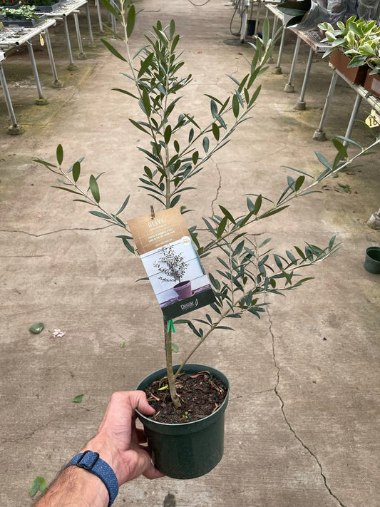 Common Olive Tree (Olea europaea) potted plant