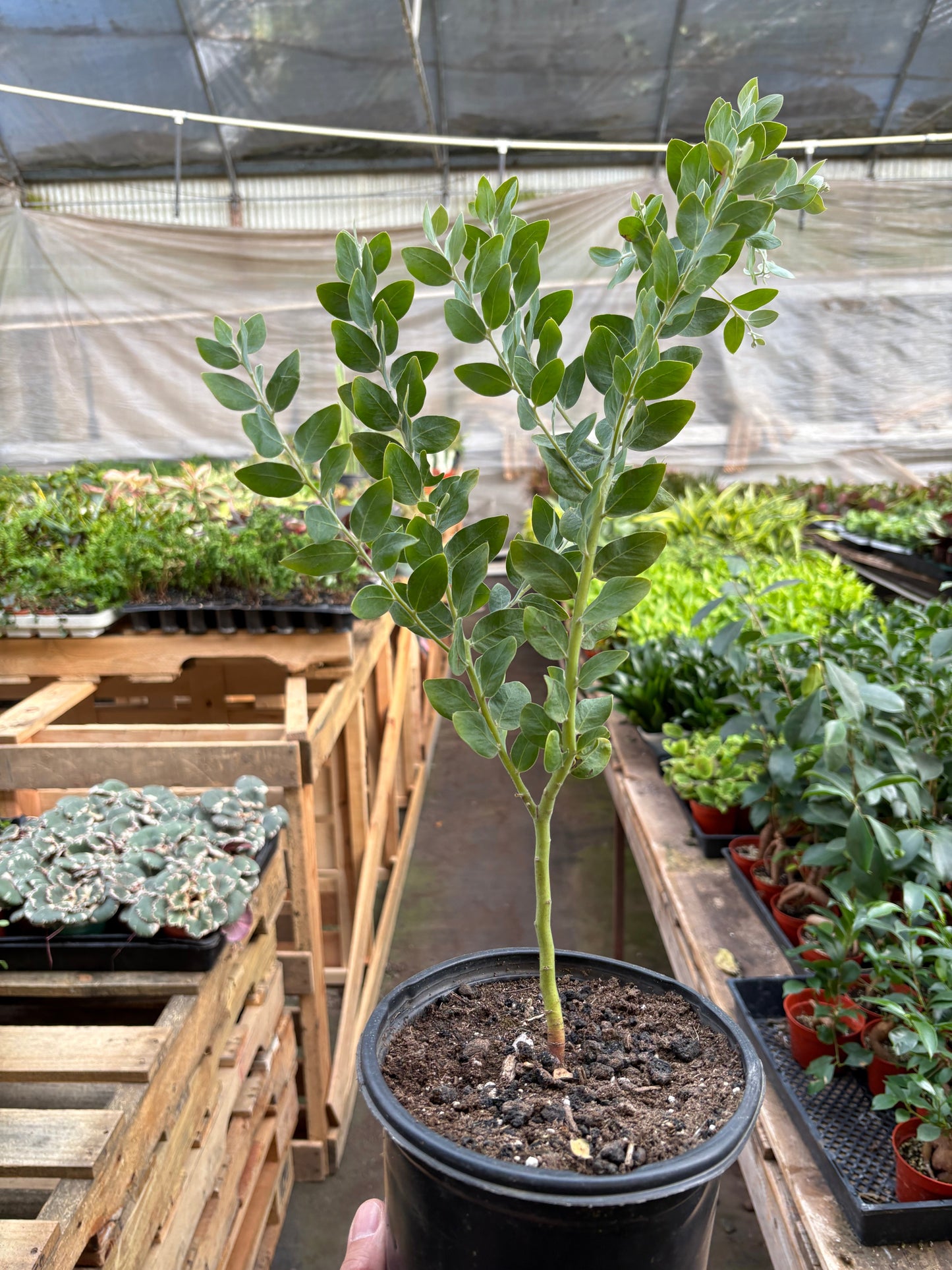 Acacia 'Podalyriifolia' Tree potted plant
