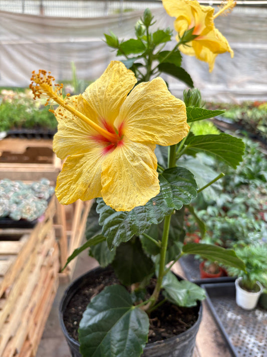 Hibiscus 'Rosa Sinensis' potted plant