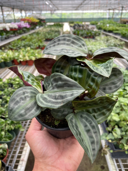 Geogenanthus 'Seersucker' potted plant