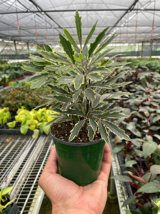 Aralia 'Bianca' potted plant